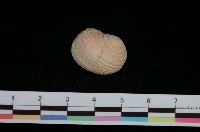 藏品(白肋蜑螺)的圖片